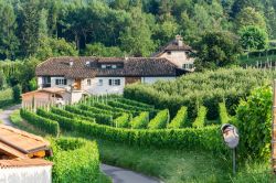 Vigneti nel territorio di Appiano sulla Strada del Vino in Alto Adige