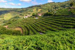 Vigneti nel territorio di Ribeira Sacra, Lugo, Spagna. Questo territorio, culla del monaschesimo galiziano, sorprende per i vigneti disposti su terrazzamenti quasi verticali e gole scoscese.
 ...