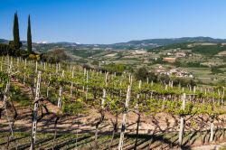 Vigneti nel territorio di San Giorgio di Valpollicella, borgo del Veneto