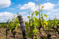 Vigneti nella campagna di Angers, Francia. Situata nel cuore della Valle della Loira, Angers vanta vigneti rinomati con ben 30 denominazioni di origine controllata - © 282000602 / Shutterstock.com ...