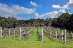 Vigneti nella campagna di Margaret River, Australia Occidentale. Si trova a meno di 300 km a sud di Perth e a circa 9 km dall'Oceano Indiano.

