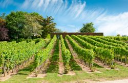 Vigneti nella regione di Chinon, Valle della Loira, Francia.