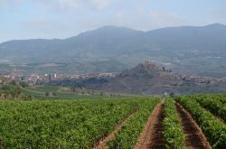 Vigneti nella regione di La Rioja, Spagna. E' la patria del vino spagnolo più conosciuto a livello internazionale.
