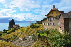 Vigneti nella regione di Lavaux, Svizzera. Lavaux è uno dei pochi vigneti riconosciuti patrimonio mondiale Unesco per la perfetta integrazione fra ecosistema e civiltà autentica ...