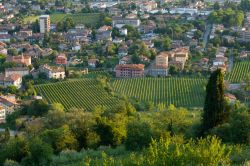 Vigneti nella zona di Cormonsm area del Collio, Friuli Venezia Giulia