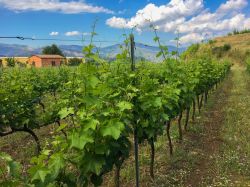 Vigneti nella zona di Linguaglossa sulle pendici dell'Etna