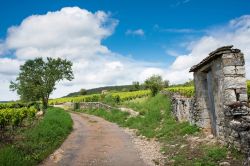 Vigneti nelle campagne di Beaune, Francia. Questa località è rinomata per essere la capitale dei pregiati vini di Borgogna.
