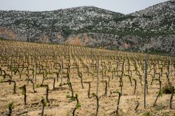 Vigneti nelle campagne di Dorgali: ci troviamo sulla Strada del Vino Cannonau in Sardegna