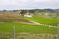 Vigneti nelle campagne tra Cirò e Cirò Marina in Calabria