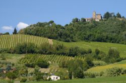 Vigneti nelle colline che circondano Sogliano al Rubicone in Emilia-Romagna