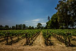 Vigneti per la produzione del liquore pisco e del vino, Cile.

