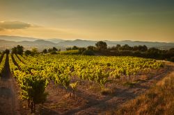 Vigneti provenzali non lontani da Barjac in Occitania