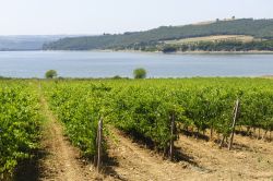 Vigneti sul lago di Corbara vicino ad Orvieto, in Umbria 