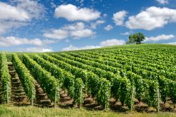 Vigneti sul rilievo della Montagne de Reims, Francia: siamo nel dipartimento della Marna caratterizzato dalla presenza di vitigni per la produzione di champagne. 
