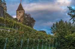 Vigneti sulle colline di Rapperswil-Jona, Svizzera, con uno scorcio del castello medievale sullo sfondo. 
