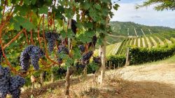 Vigneti sulle Langhe nei dintorni di Neive in Piemonte.