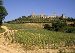 I vigneti toscani del Borgo di Monteriggioni (Italia) - Monteriggioni e il suo borgo si erigono in maniera superba su colline abbracciate da vigneti. Qui si respira una natura tipicamente toscana, ...