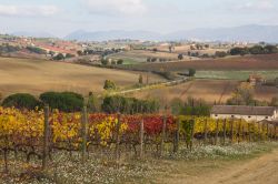 Vigneto in autunno vicino a Montefalco, Umbria. La Strada del Sagrantino offre scorci suggestivi sulle infinite distese di vigneti e uliveti nei dintorni del borgo.



