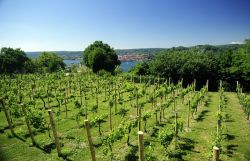 Un vigneto nei pressi del castello di Angera in Lombardia, siamo sulla sponda sud orientale del Lago Maggiore - © ART-visual, Rosa Amato / Shutterstock.com