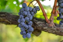 Vigneto nelle campagne di Torgiano sulla Strada dei Vini del Cantico in Umbria