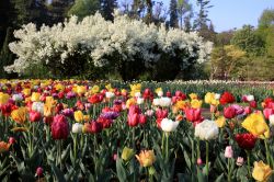 Villa Taranto, Verbania: La Festa del Tulipano a primavera in Lombardia - © Paolo Trovo / Shutterstock.com