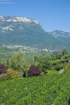 Villaggio del vino di Caldaro, Trentino Alto Adige. Una bella immagine dei vigneti con sullo sfondo il paese di Caldaro, poco meno di 8 mila abitanti vicino a Bolzano.




