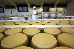 La visita ad un caseificio di Fidenza dove viene prodotto il tipico Parmigiano Reggiano, prodotto d'eccellenza della regione Emilia-Romagna - © Alessia Pierdomenico / Shutterstock.com ...