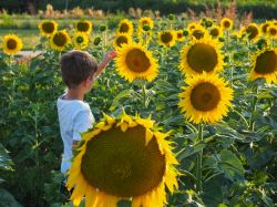 Visita ad una fattoria didattica del Veneto: un bambino in un campo di girasoli.