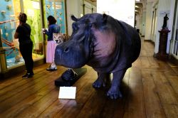 Visitatori al Museo di Storia Naturale di Tournai, Belgio - © Alexandros Michailidis / Shutterstock.com