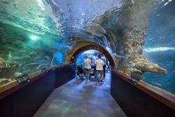 Visitatori all'acquario di San Sebastian, Paesi Baschi, Spagna. Situato nell'area portuale, è caratterizzato dal tunnel panoramico in vetro che attraversa l'oceanario dove ...