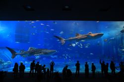 Visitatori all'Oceanarium di Atlanta (Georgia) mentre guardano due esemplari di squalo gigante balena e altri pesci nuotare nella grande vasca d'acqua.

