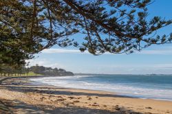 Vista sulla spiaggia di Torquay lungo la passeggiata alberata di Norfolk Pine nel Victoria, Australia.


