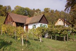 Viti e tipiche case in legno nelle campagne di Bad Radkersburg, Stiria, Austria.  