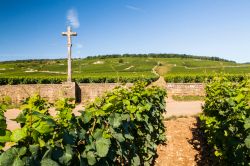 Vitigni di Pinot Nero nelle campagne di Savigny les Beaune in Borgogna