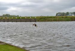 Volo di una anatra lungo il fiume di Sloten in Olanda