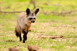 Un bell'esemplare di volpe fotografato nel parco di Ruaha in Tanzania. Questo piccolo canide con il muso appiattito, orecchie larghe e coda pelosa, ha mantello grigio o arancio rossiccio ...