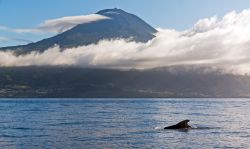 In quest'isola portoghese l'abbondanza e la diversità di specie di cetacei è straordinaria: più di 20 varietà di balene e delfini frequentano quelle acque ...