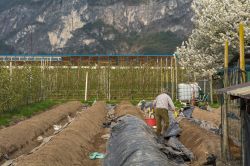 Zambana, la coltivazione dell'asparago bianco del Trentino