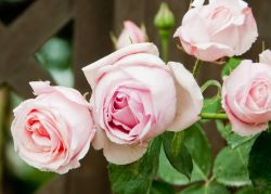 Zanè, Veneto: la Festa delle Rose