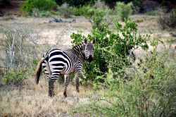 Una zebra ci guarda incuriosita durante il safari nella savana dello Tsavo East National Park, uno dei più visitati del Kenya.