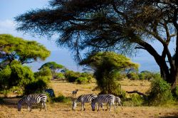 Zebre brucano l'erba nel parco nazionale Amboseli, Kenya. Questi simpatici erbivori sono solo alcuni degli animali selvatici che si possono vedere nel parco: giraffe, iene, gnu, ippopotami, ...