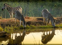 Zebre in uno stagno della riserva naturale Mlilwane, Swaziland, Africa, in primavera.


