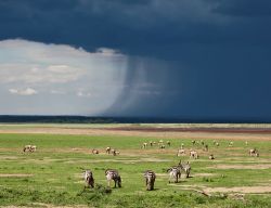 Zebre nel parco naturale del lago Manyara, Tanzania: sullo sfondo, un cielo nero e minaccioso.




