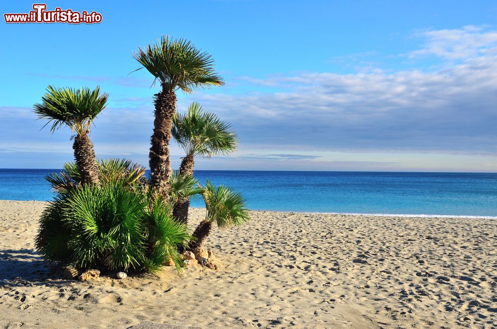 Immagine Piccole palme su una spiaggia di Finale Ligure, Savona.