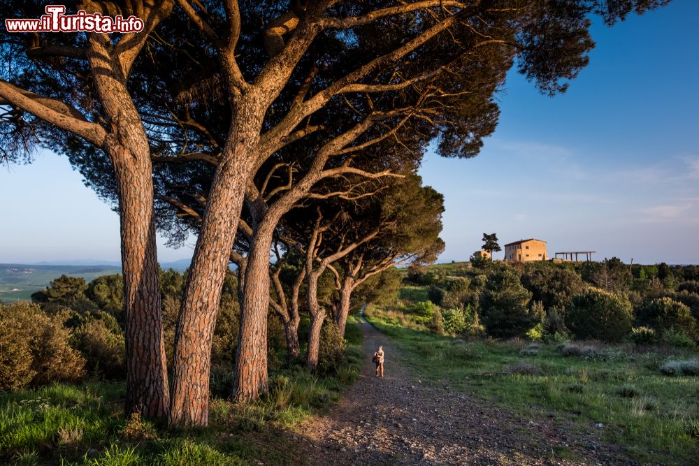 Immagine Pineta e fattoria toscana viste dal sentiero Poggetti a Rosignano Marittimo, provincia di Livorno.

 