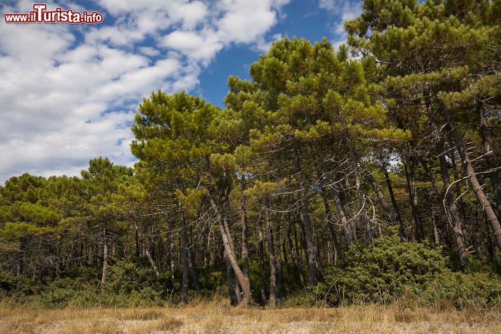 Immagine Pinete mediterranee sulla costa di Punta Ala, Grosseto, Toscana.