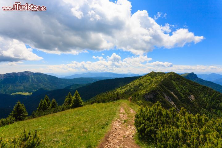 Immagine Pini di mugo lungo un sentiero nei pressi di Asiago, provincia di Vicenza, Veneto - © 346358477 / Shutterstock.com