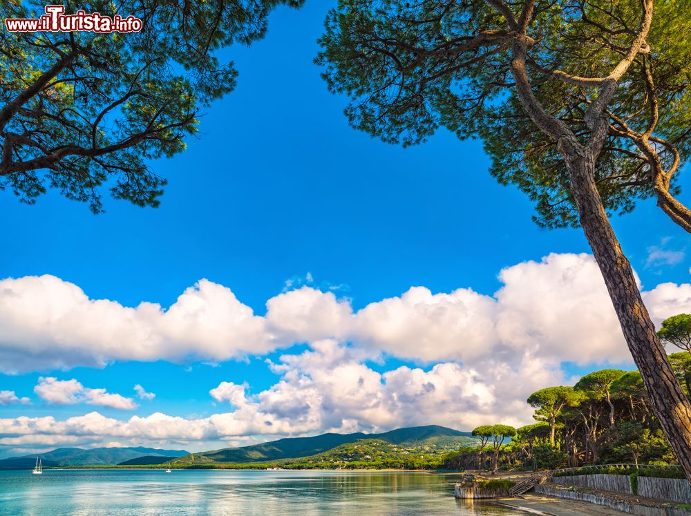 Immagine Pini marittimi, spiaggia e baia a Punta Ala, Toscana: un suggestivo panorama di questa località della Maremma.