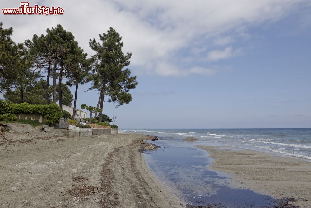 Immagine Pini sulla costa di Ghisonaccia, una delle spiagge della costa orientale della Corsica