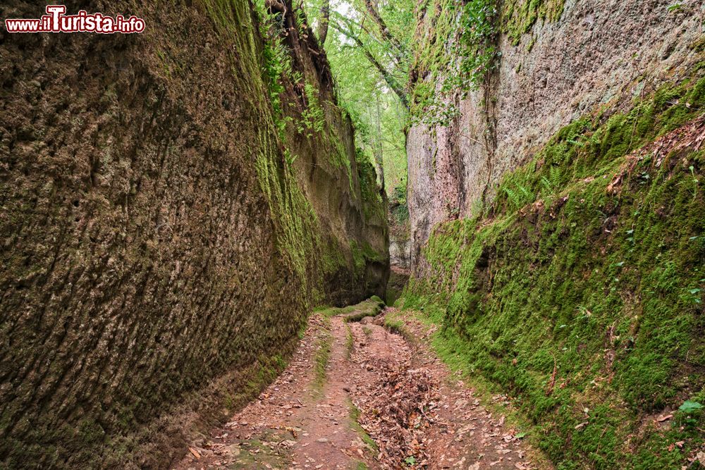 Immagine Pitigliano, Toscana: passeggiata nella Via Cava, strada etrusca scavata nel tufo che si univa alle necropoli di Sovana e Sorano